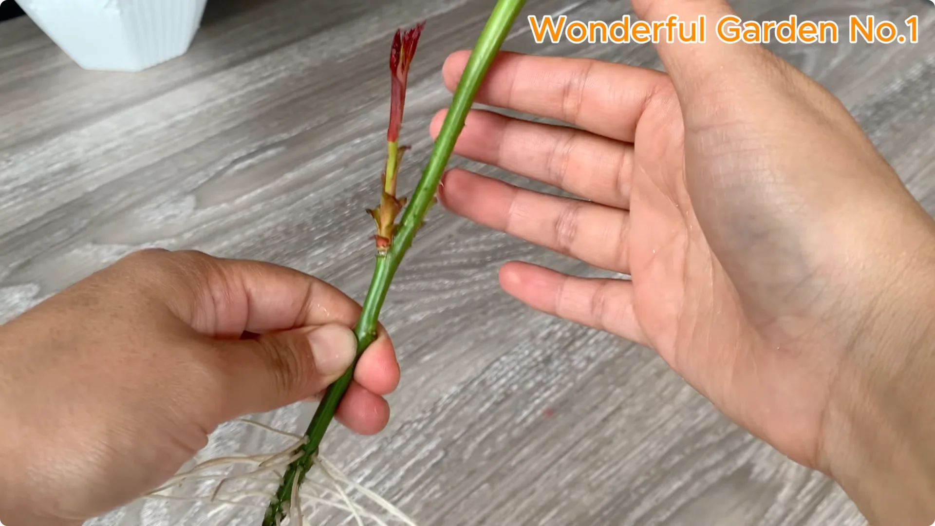 How to Grow 777 Rose Roots Without Soil Using This Method screenshot 32