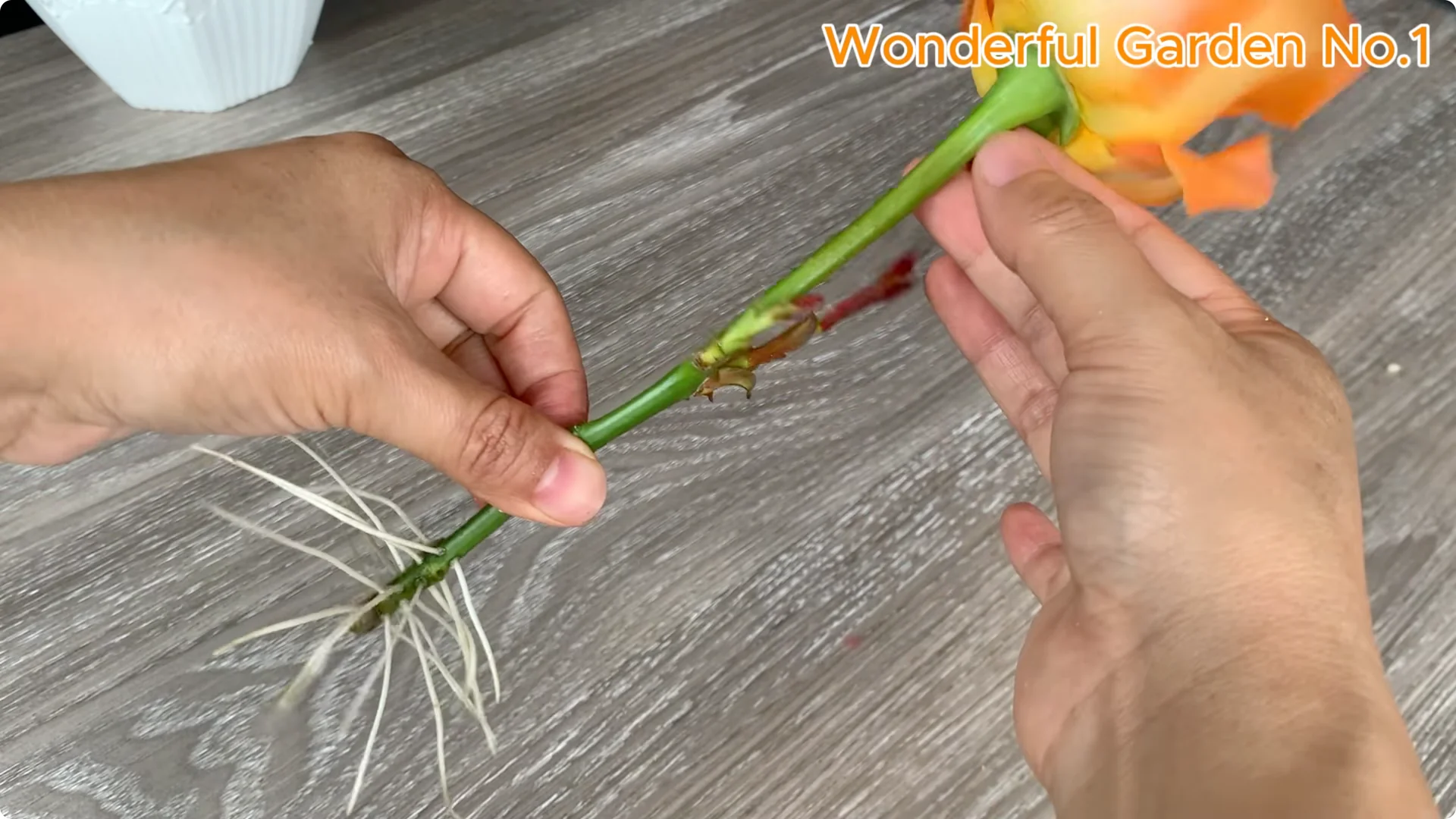 How to Grow 777 Rose Roots Without Soil Using This Method screenshot 33