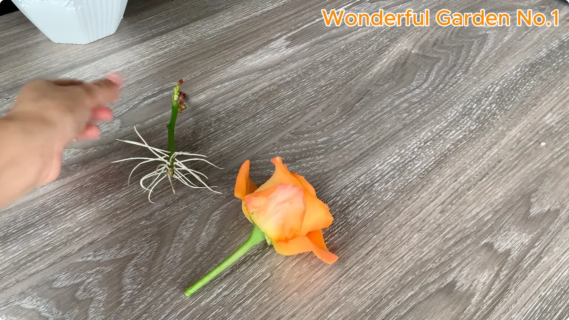 How to Grow 777 Rose Roots Without Soil Using This Method screenshot 34