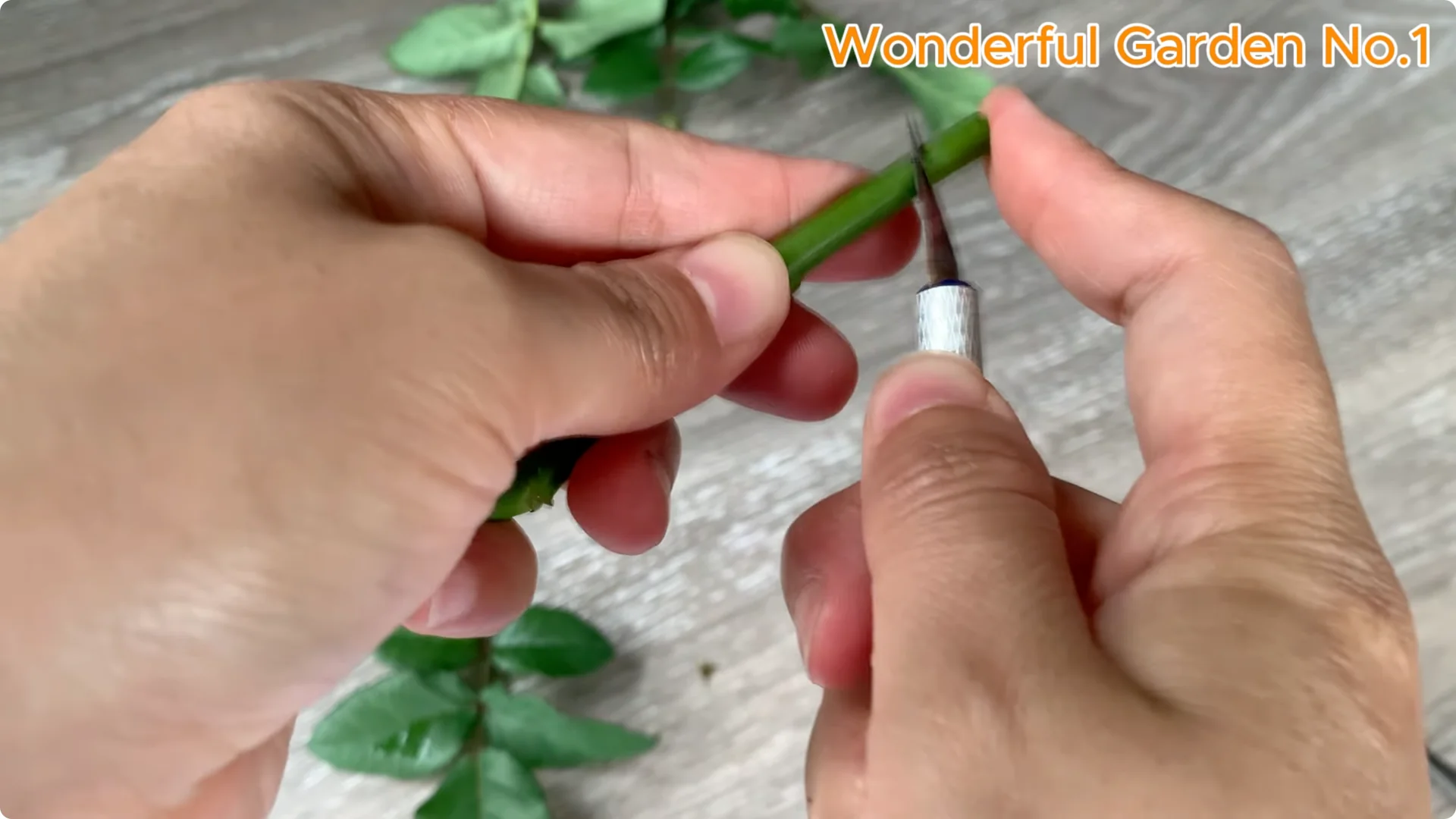 How to Grow 777 Rose Roots Without Soil Using This Method screenshot 4