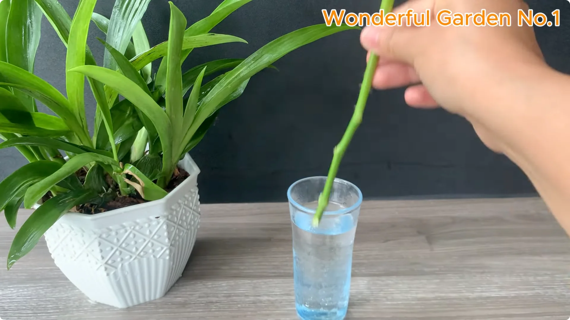 How to Grow 777 Rose Roots Without Soil Using This Method screenshot 5