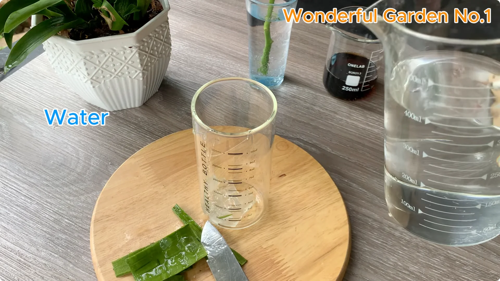 How to Grow 777 Rose Roots Without Soil Using This Method screenshot 9