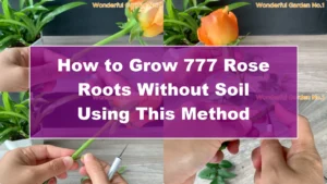 How to Grow 777 Rose Roots Without Soil Using This Method - Featured Image