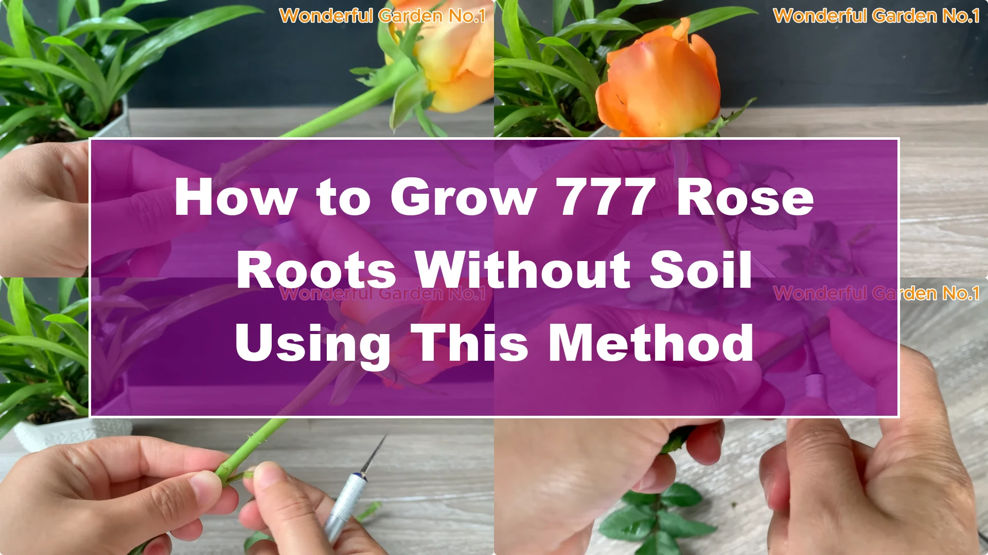How to Grow 777 Rose Roots Without Soil Using This Method - Featured Image