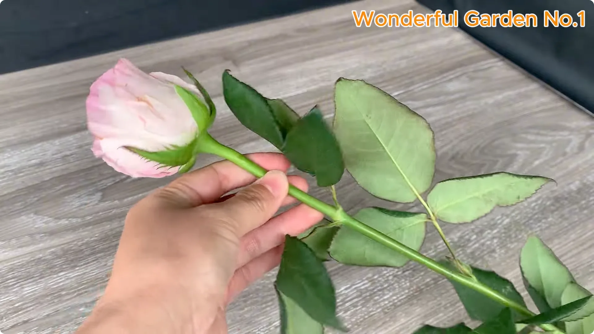 How to Propagate Roses at Home with Simple Steps screenshot 1