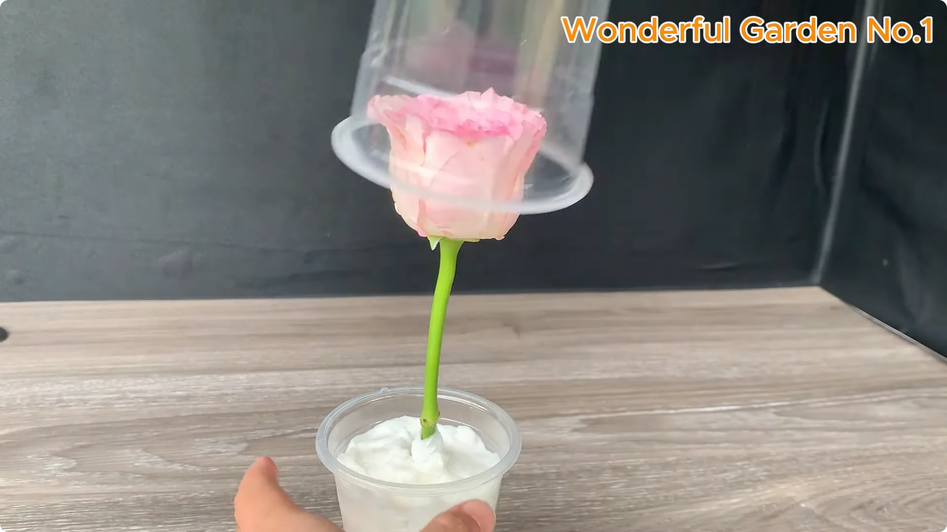 How to Propagate Roses at Home with Simple Steps screenshot 12