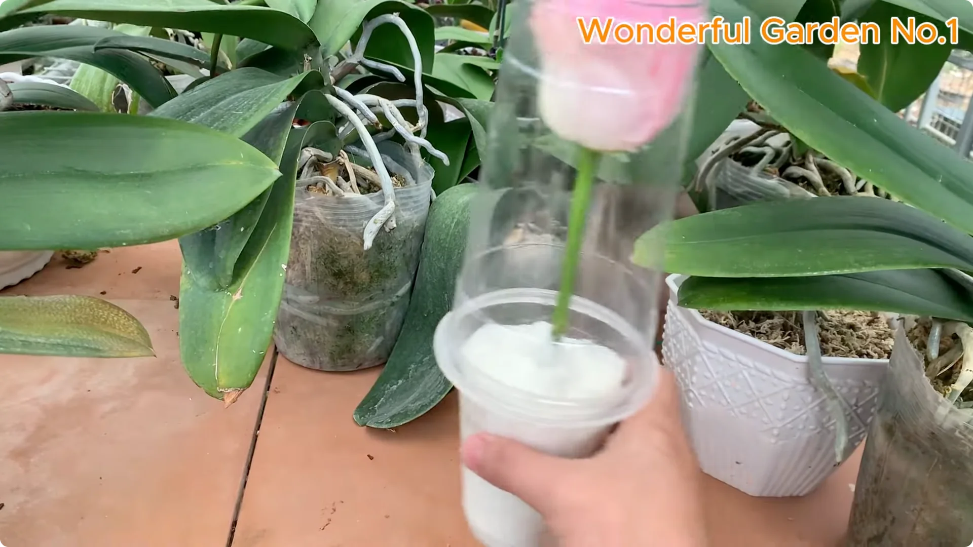 How to Propagate Roses at Home with Simple Steps screenshot 13