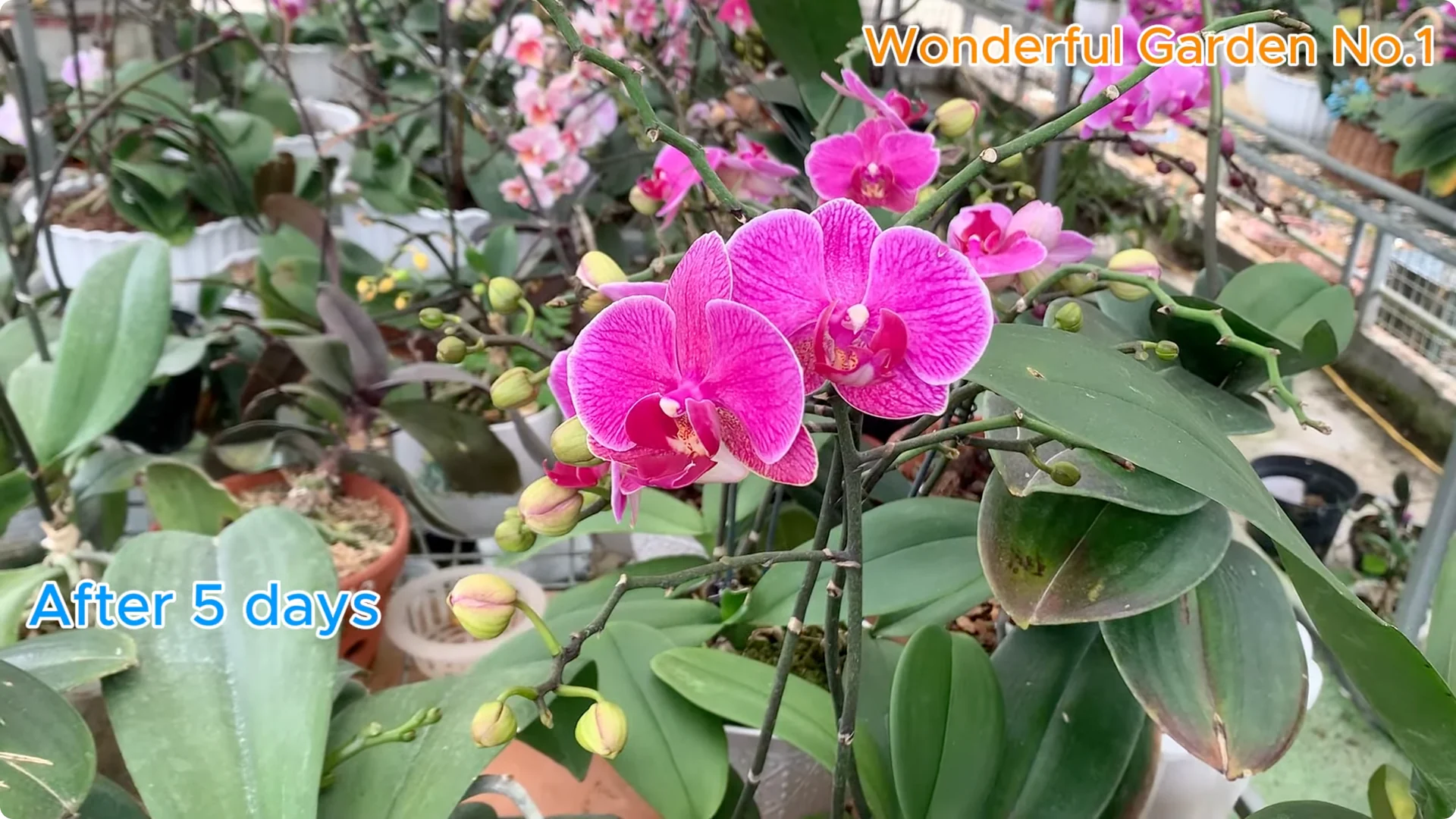 How to Propagate Roses at Home with Simple Steps screenshot 14