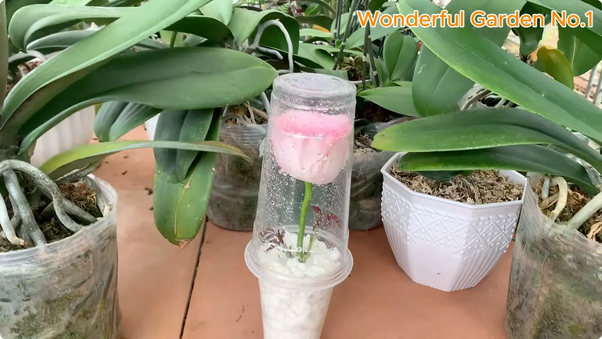 How to Propagate Roses at Home with Simple Steps screenshot 15