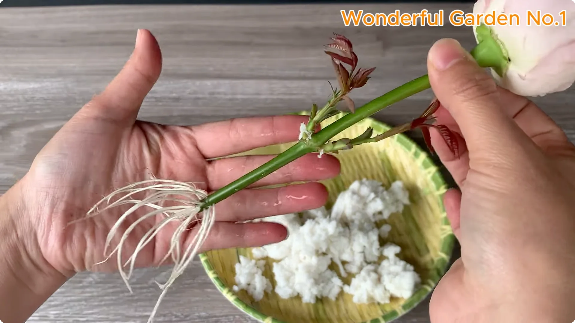 How to Propagate Roses at Home with Simple Steps screenshot 16