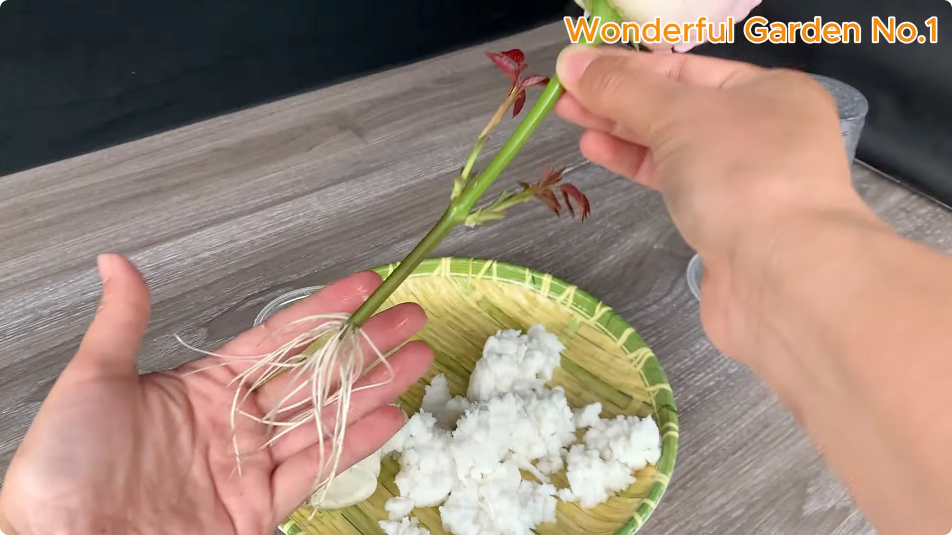 How to Propagate Roses at Home with Simple Steps screenshot 17