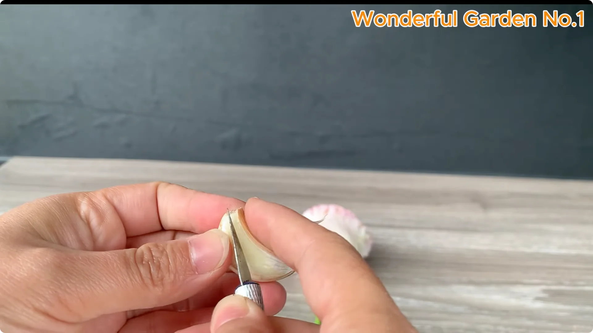 How to Propagate Roses at Home with Simple Steps screenshot 2