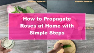 How to Propagate Roses at Home with Simple Steps - Featured Image