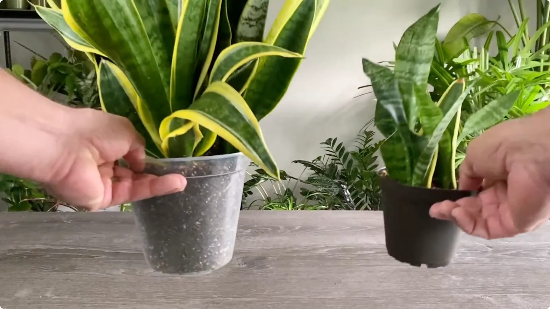 The Easiest Way to Propagate Snake Plants Explained screenshot 1