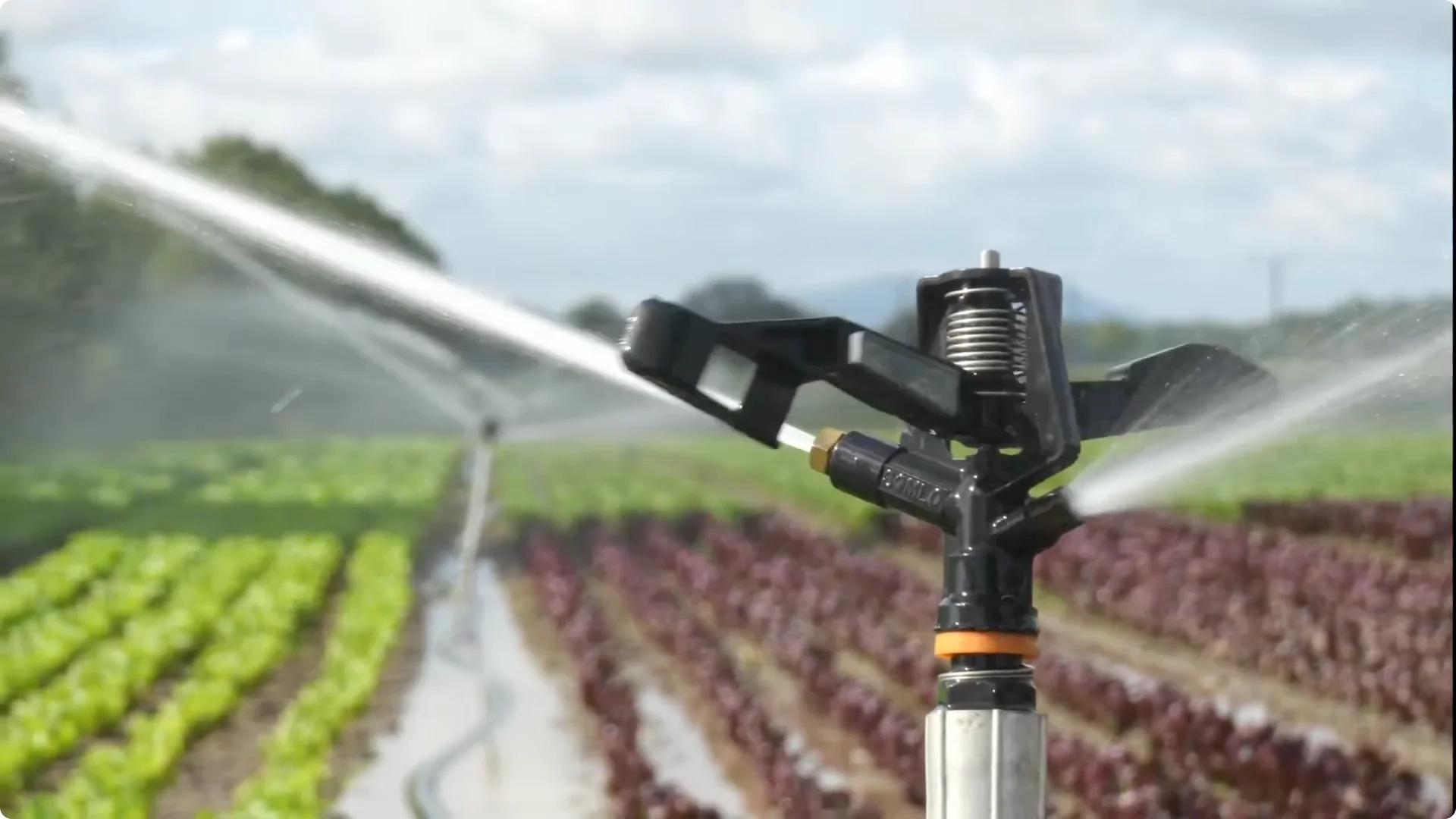 The Easiest Way to Propagate Snake Plants Explained screenshot 11