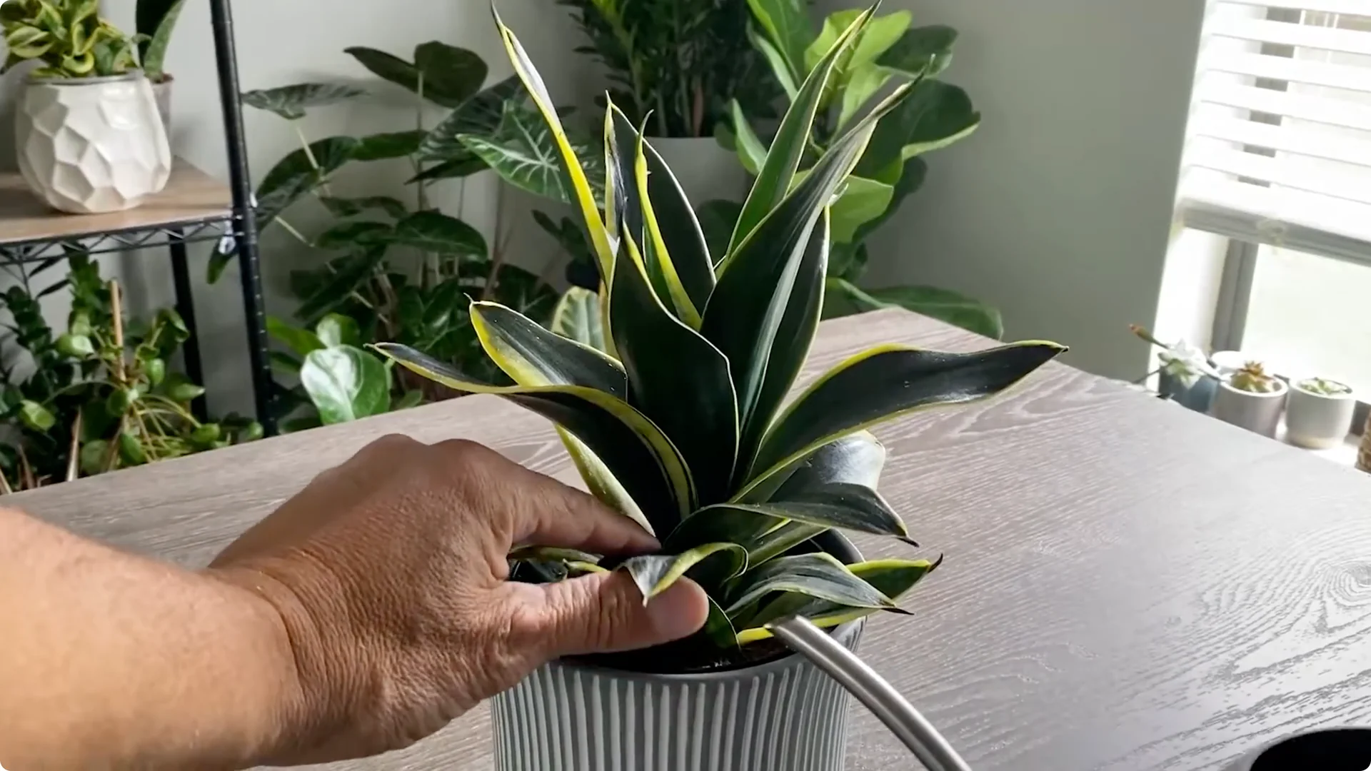 The Easiest Way to Propagate Snake Plants Explained screenshot 12