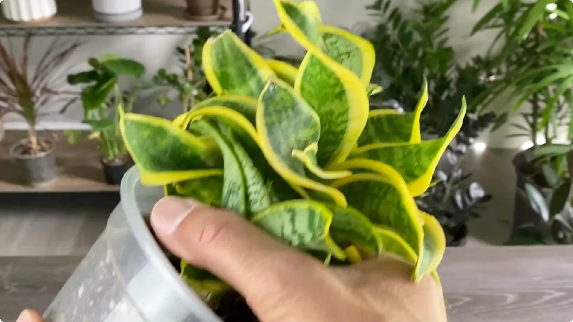 The Easiest Way to Propagate Snake Plants Explained screenshot 2