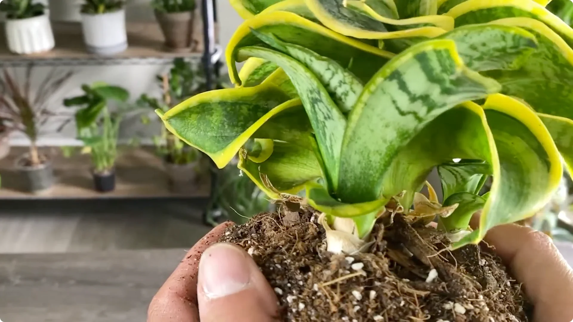The Easiest Way to Propagate Snake Plants Explained screenshot 3