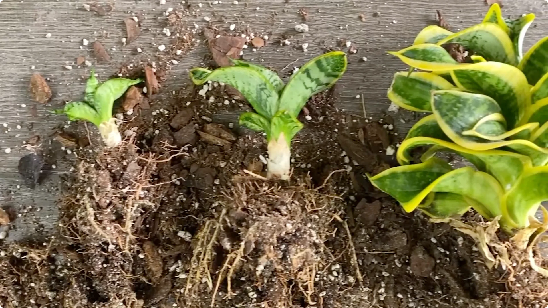 The Easiest Way to Propagate Snake Plants Explained screenshot 4