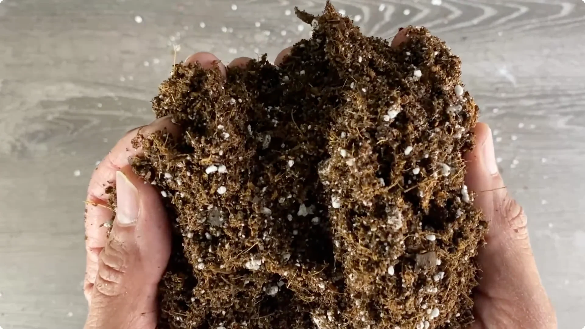 The Easiest Way to Propagate Snake Plants Explained screenshot 6