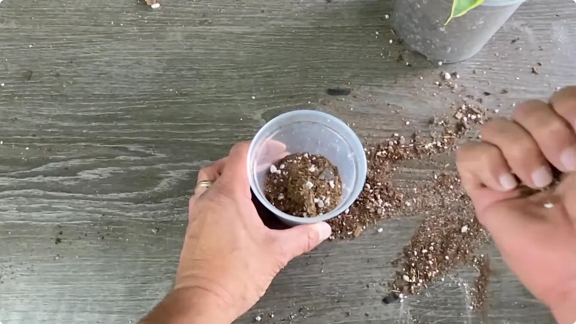 The Easiest Way to Propagate Snake Plants Explained screenshot 7