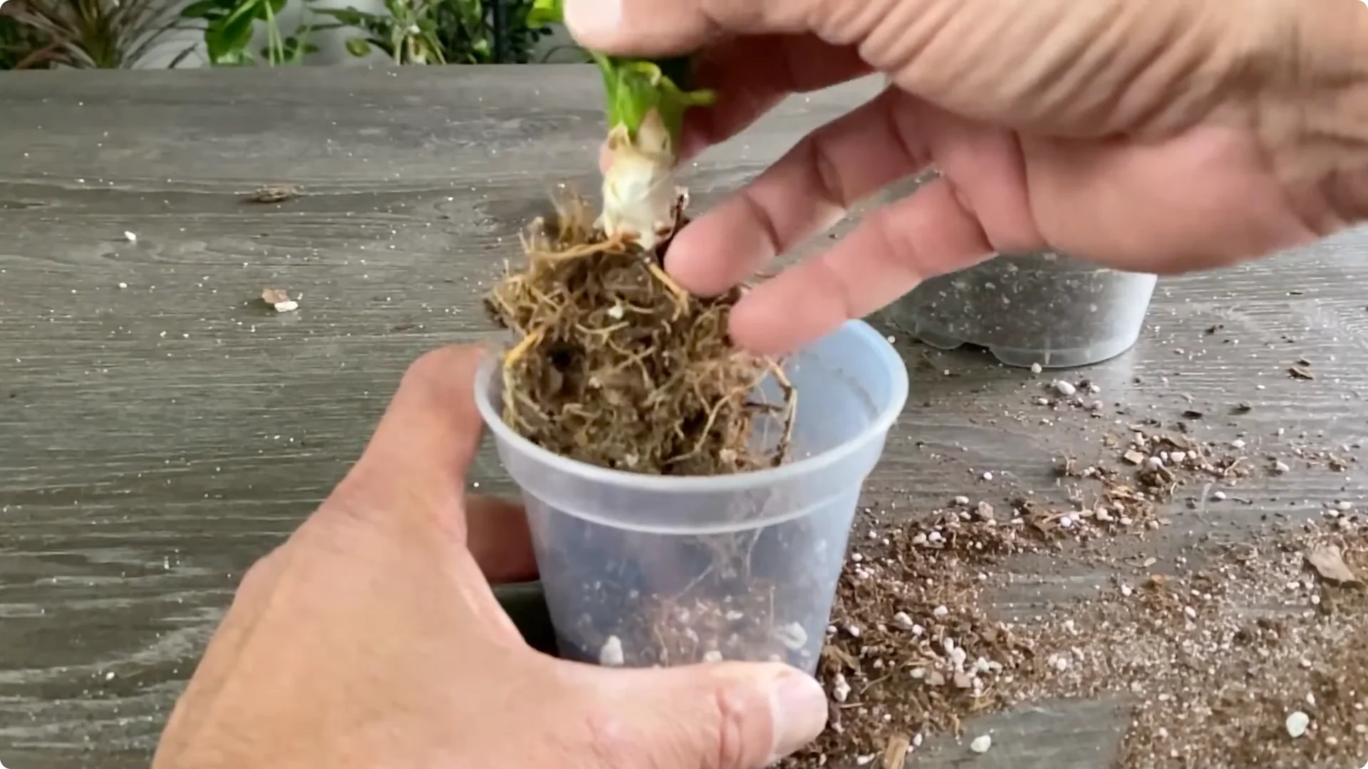 The Easiest Way to Propagate Snake Plants Explained screenshot 8
