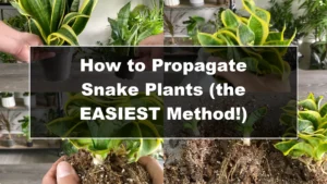 The Easiest Way to Propagate Snake Plants Explained - Featured Image