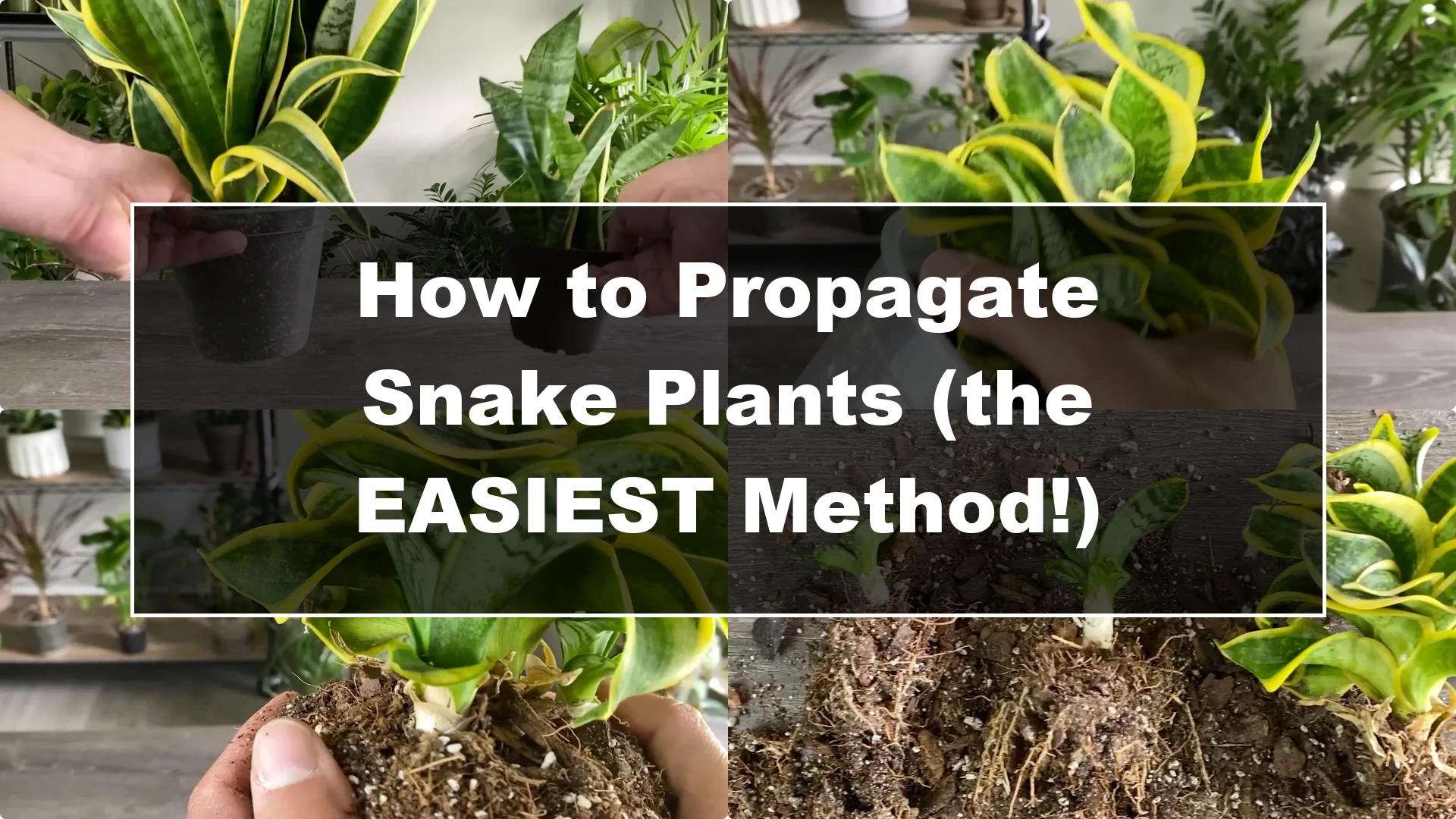 The Easiest Way to Propagate Snake Plants Explained - Featured Image
