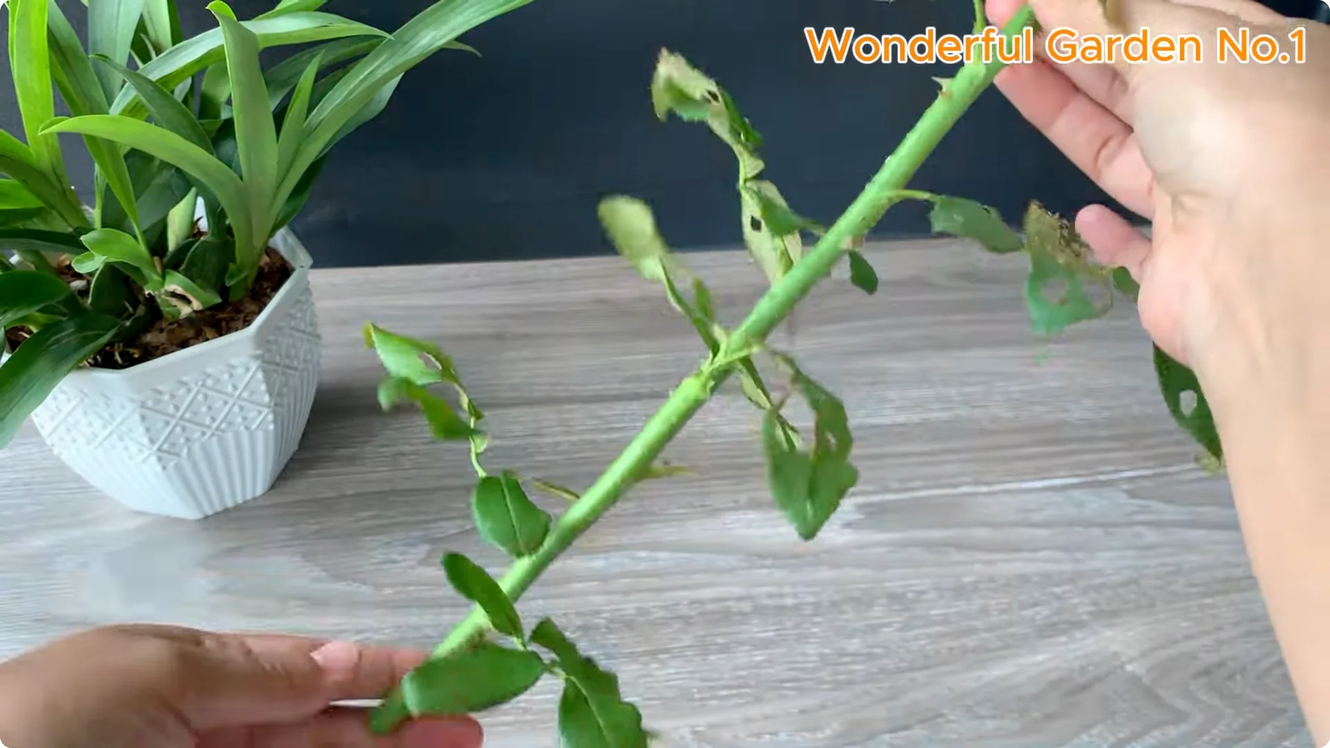 The Simple Trick to Speed Up Rooting Rose Branches screenshot 1