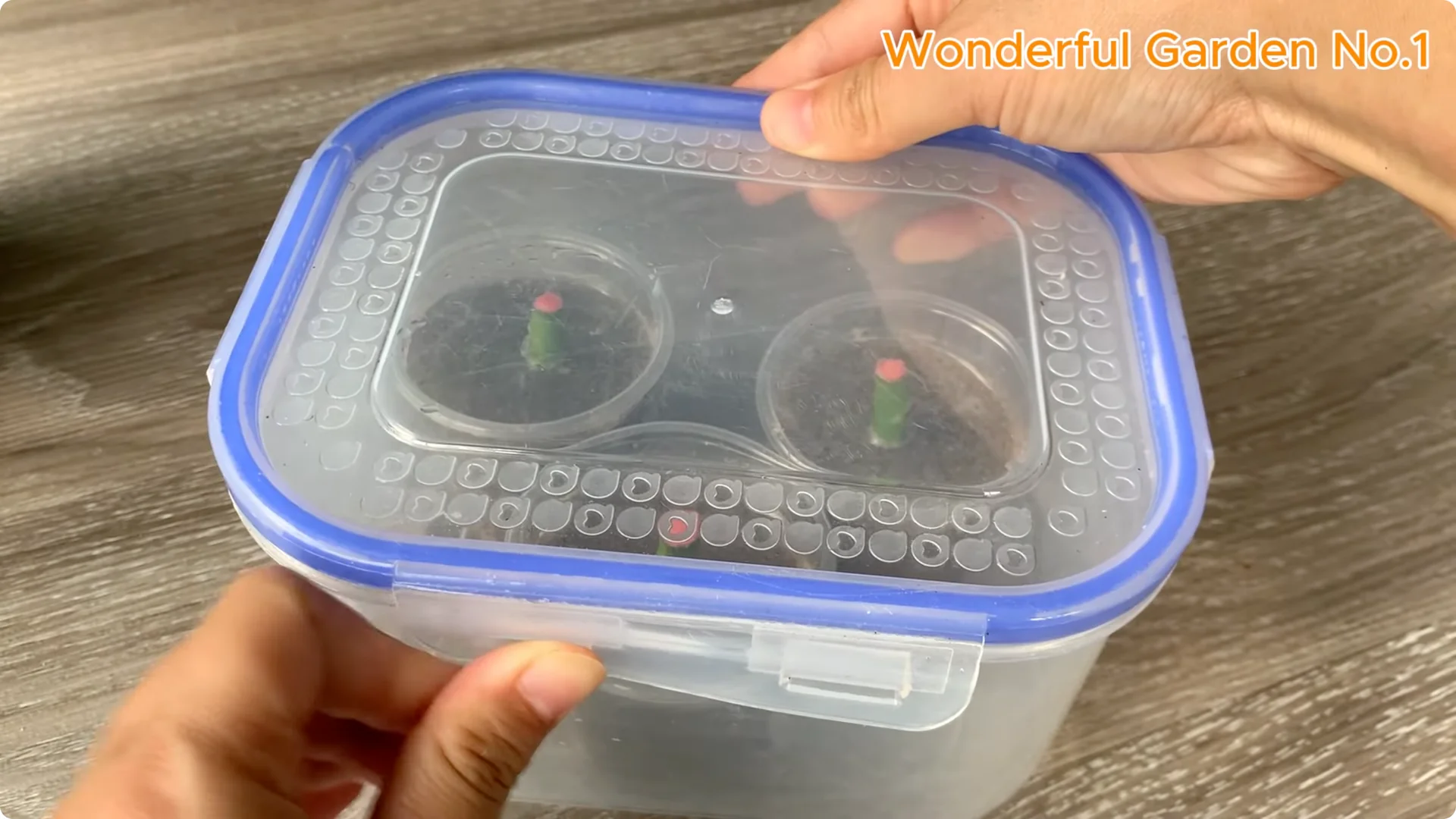 The Simple Trick to Speed Up Rooting Rose Branches screenshot 11