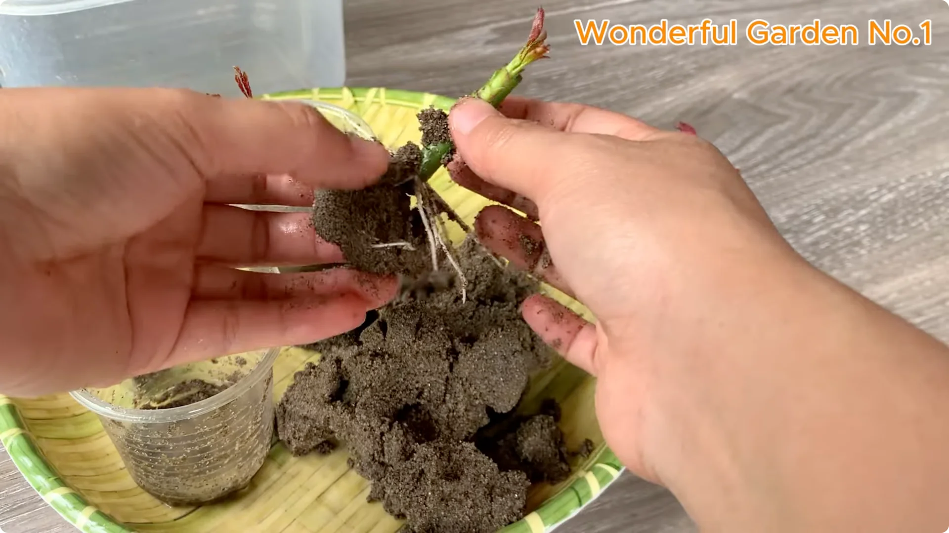 The Simple Trick to Speed Up Rooting Rose Branches screenshot 12