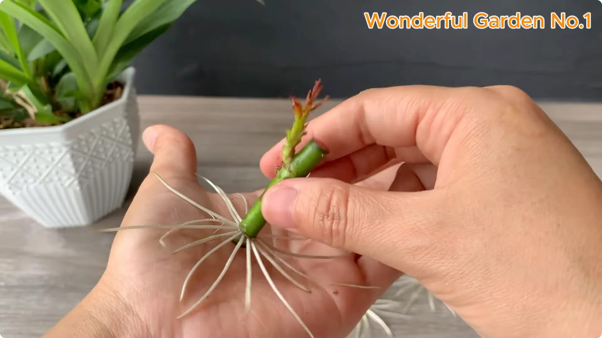 The Simple Trick to Speed Up Rooting Rose Branches screenshot 13