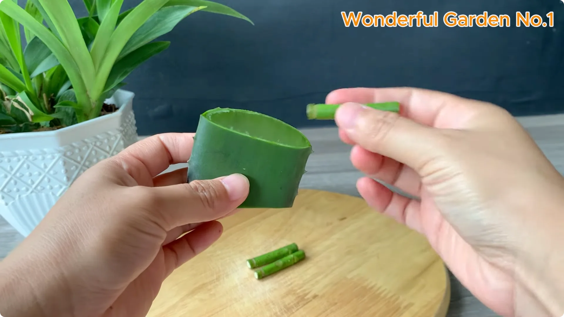 The Simple Trick to Speed Up Rooting Rose Branches screenshot 5