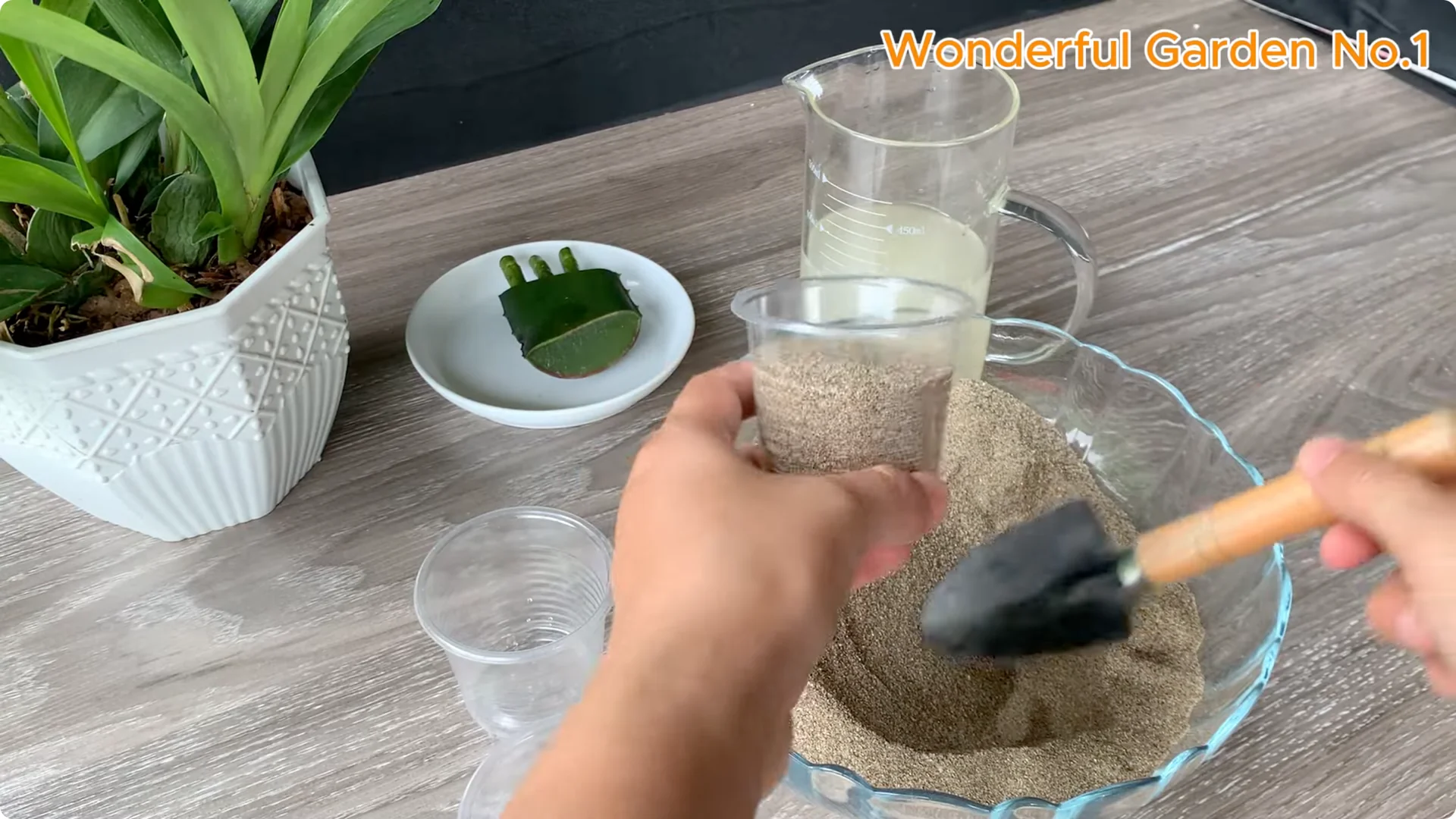 The Simple Trick to Speed Up Rooting Rose Branches screenshot 9