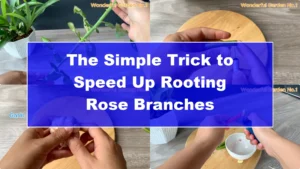 The Simple Trick to Speed Up Rooting Rose Branches - Featured Image