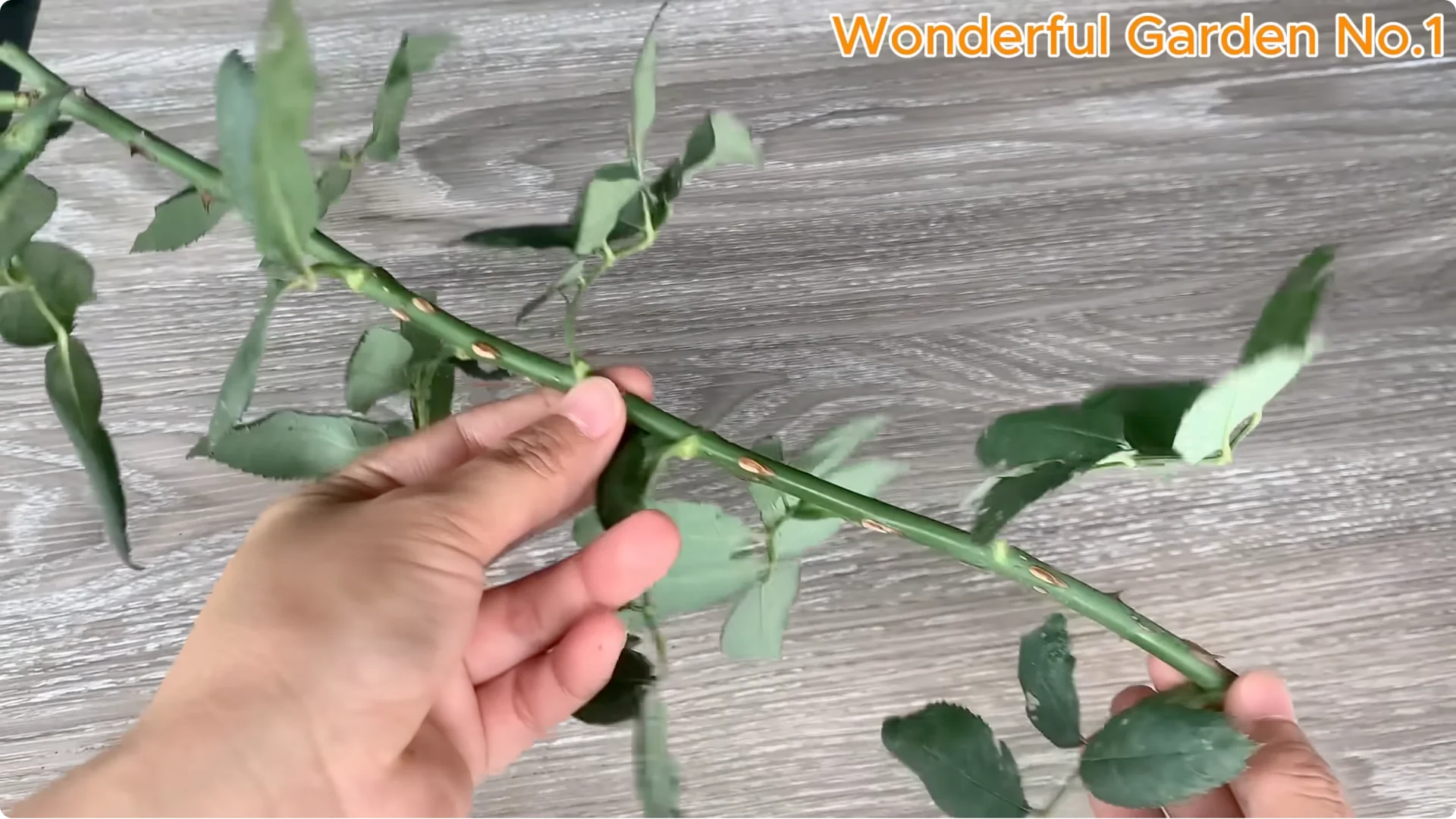 The Surprising Spoon Trick That Boosts Rose Cutting Roots screenshot 1