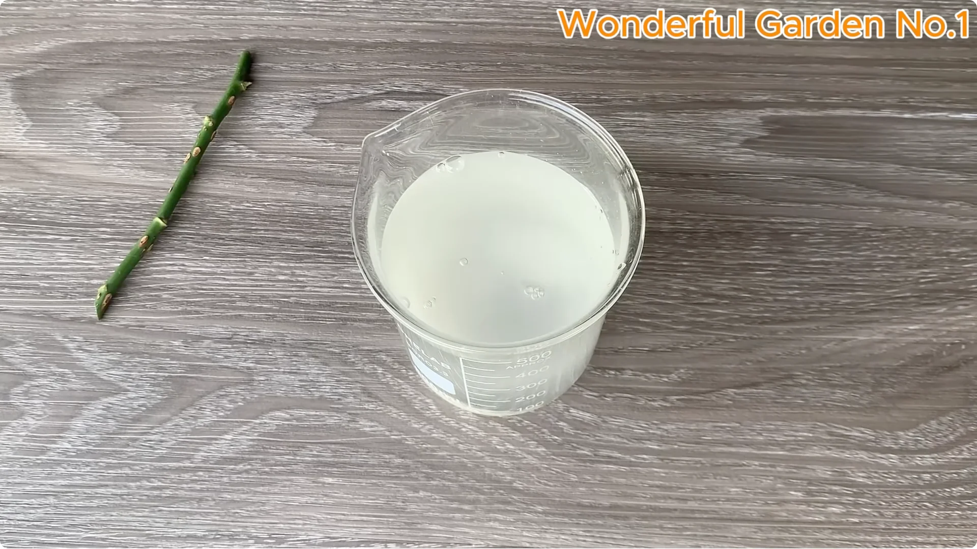 The Surprising Spoon Trick That Boosts Rose Cutting Roots screenshot 2