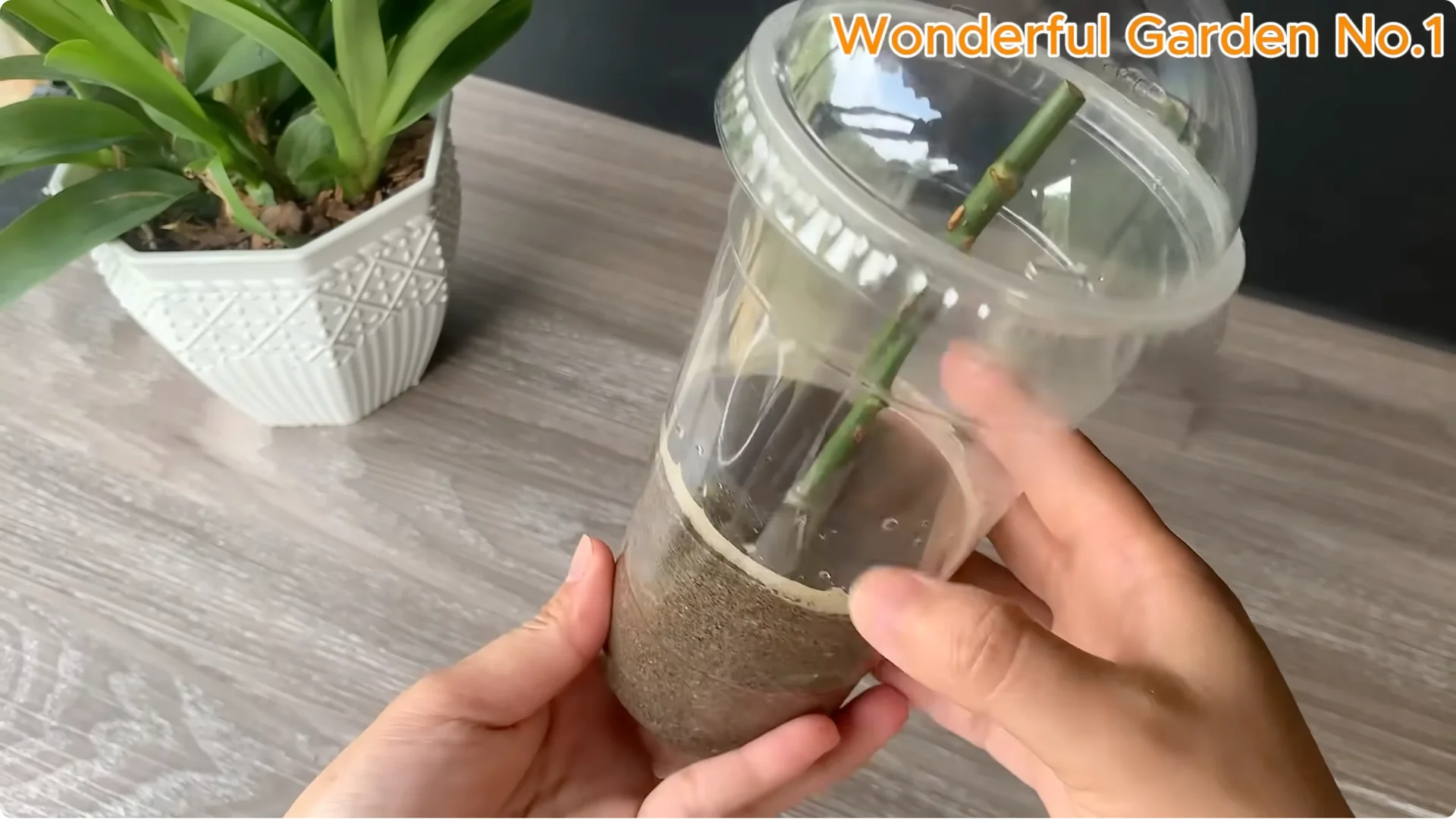 The Surprising Spoon Trick That Boosts Rose Cutting Roots screenshot 6