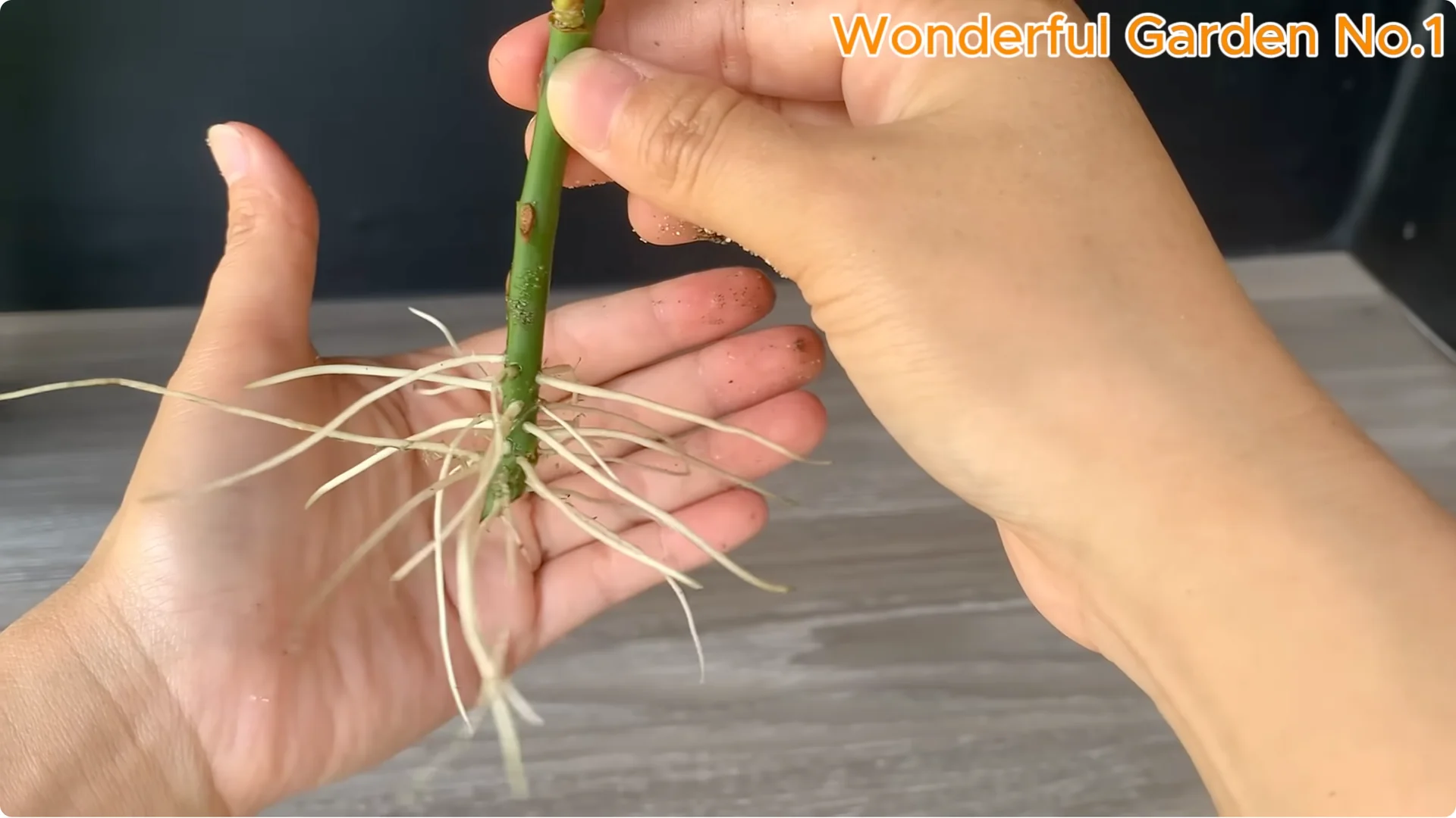 The Surprising Spoon Trick That Boosts Rose Cutting Roots screenshot 7