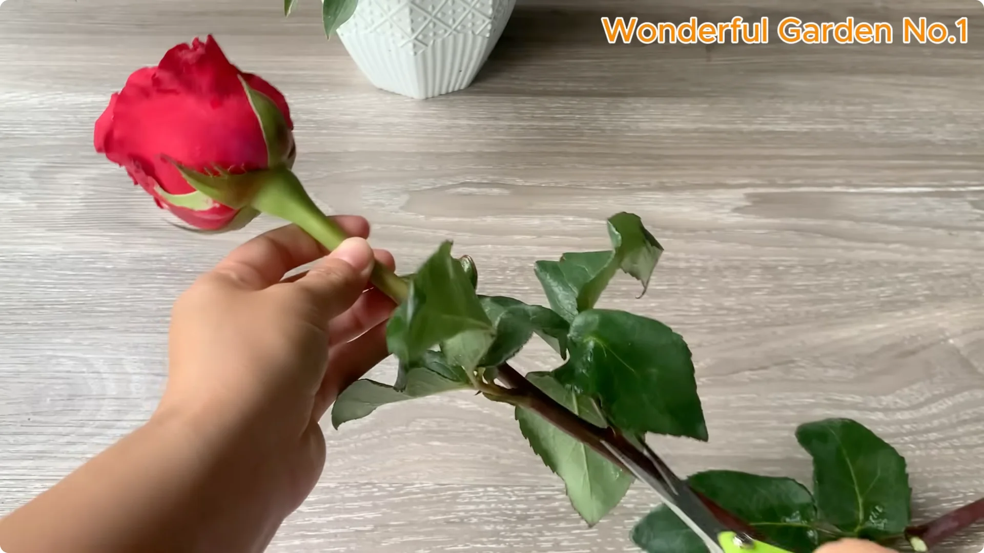What Happens When You Insert a Rose Branch into a Carrot? screenshot 1