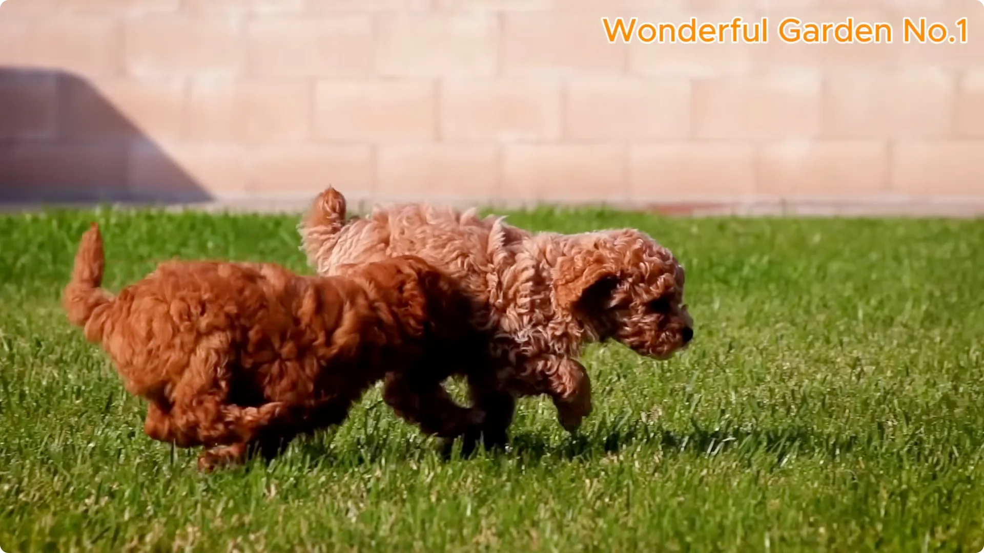 What Happens When You Insert a Rose Branch into a Carrot? screenshot 11