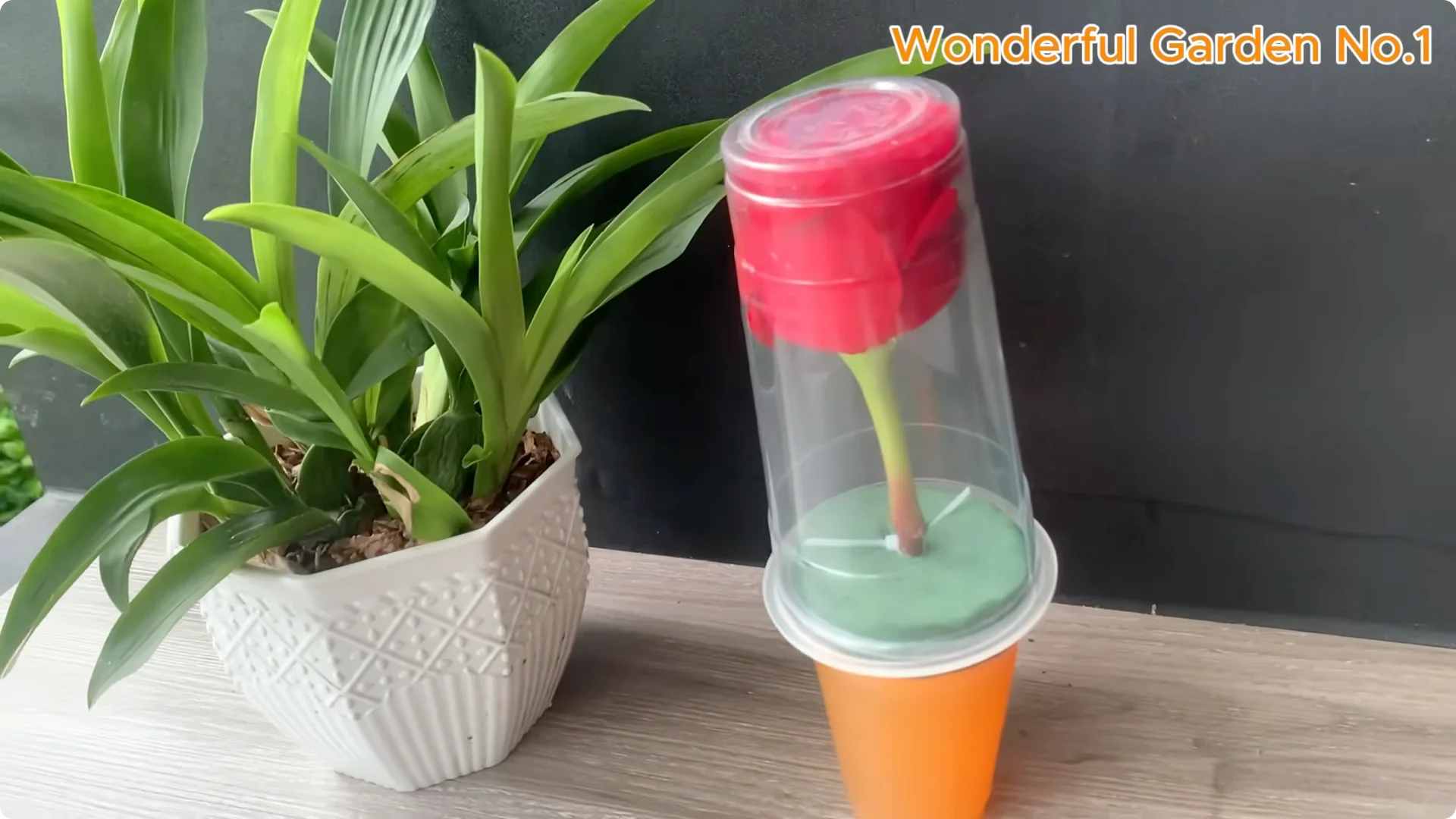 What Happens When You Insert a Rose Branch into a Carrot? screenshot 14