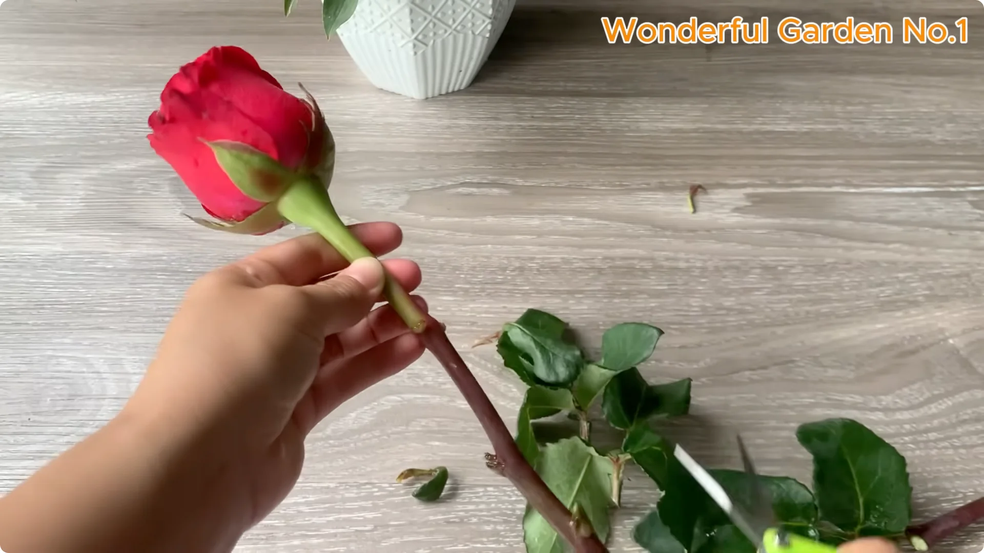 What Happens When You Insert a Rose Branch into a Carrot? screenshot 2