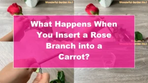 What Happens When You Insert a Rose Branch into a Carrot? - Featured Image