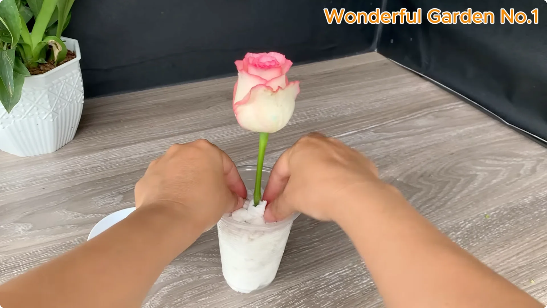 What Happens When You Insert a Rose Branch Into an Aloe Leaf? screenshot 10