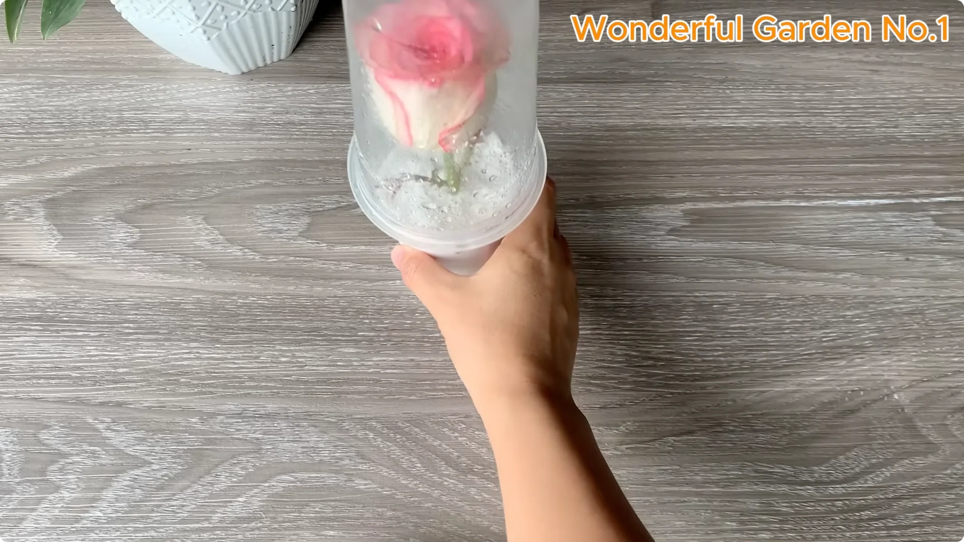 What Happens When You Insert a Rose Branch Into an Aloe Leaf? screenshot 11