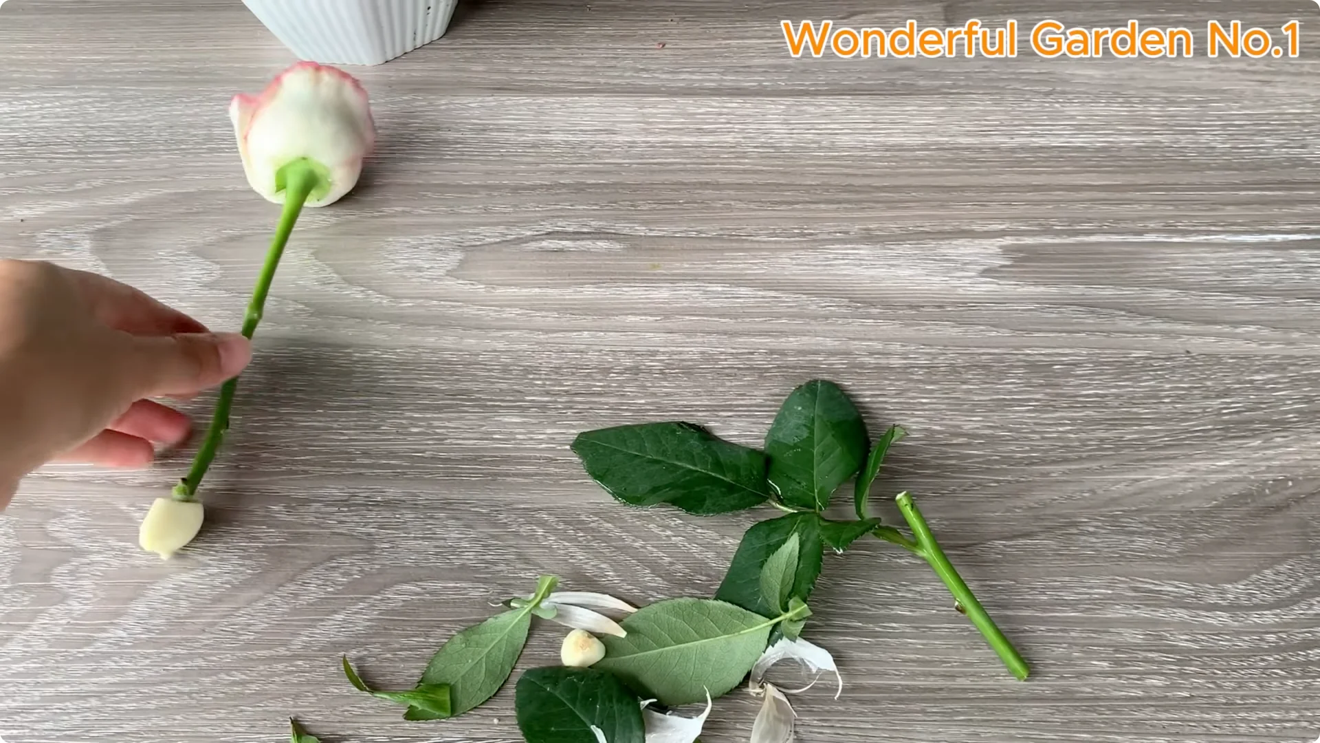 What Happens When You Insert a Rose Branch Into an Aloe Leaf? screenshot 3