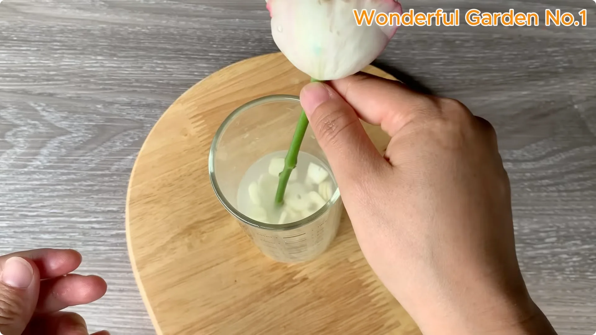 What Happens When You Insert a Rose Branch Into an Aloe Leaf? screenshot 7