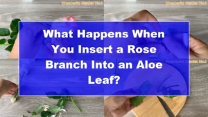 What Happens When You Insert a Rose Branch Into an Aloe Leaf? - Featured Image