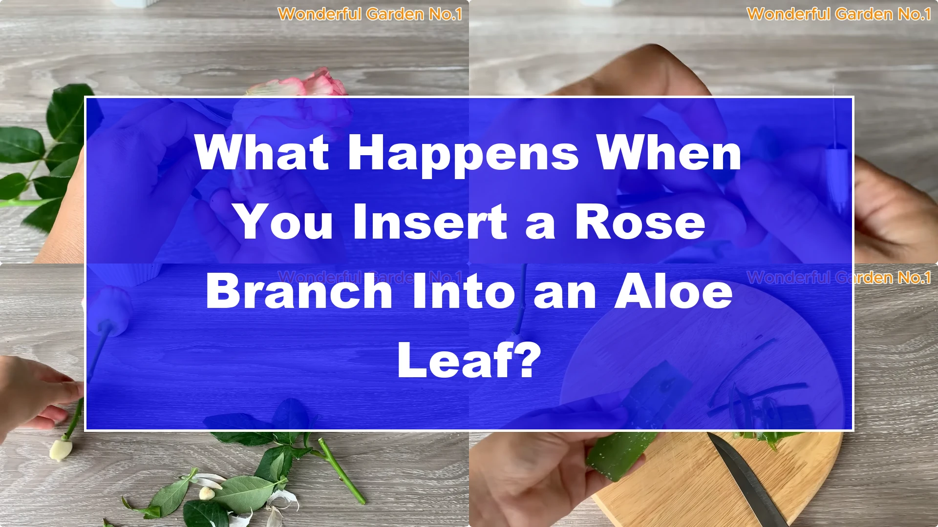 What Happens When You Insert a Rose Branch Into an Aloe Leaf? - Featured Image